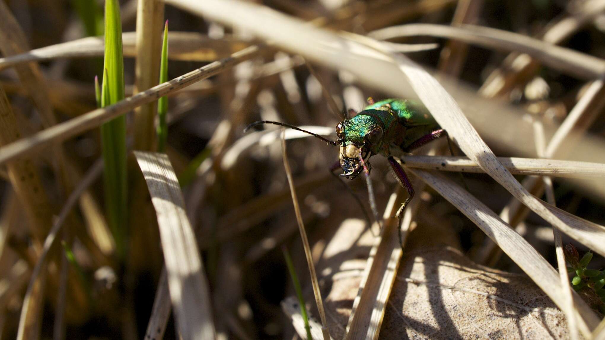 Image of Green tiger beetle