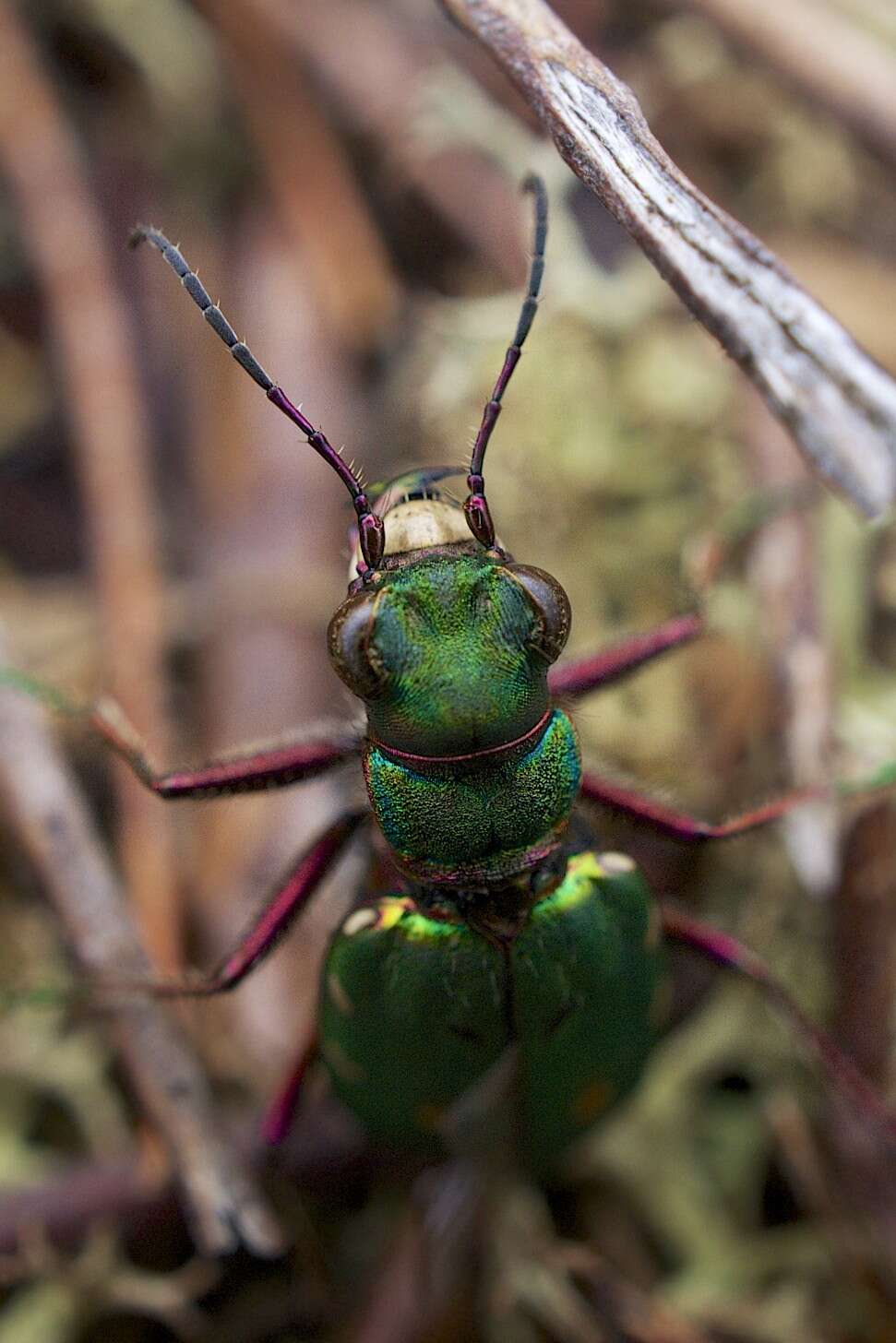 Image of Green tiger beetle