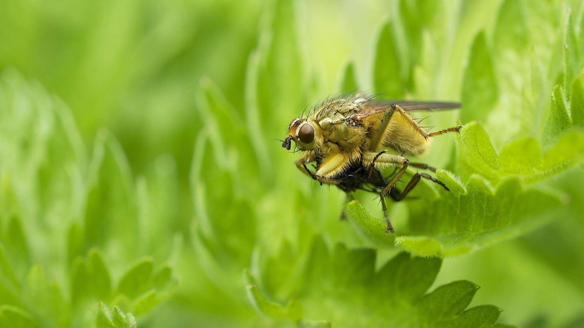 Image of Scathophaga stercoraria (Linnaeus 1758)