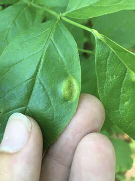 صورة Puccinia andropogonis Schwein. 1832