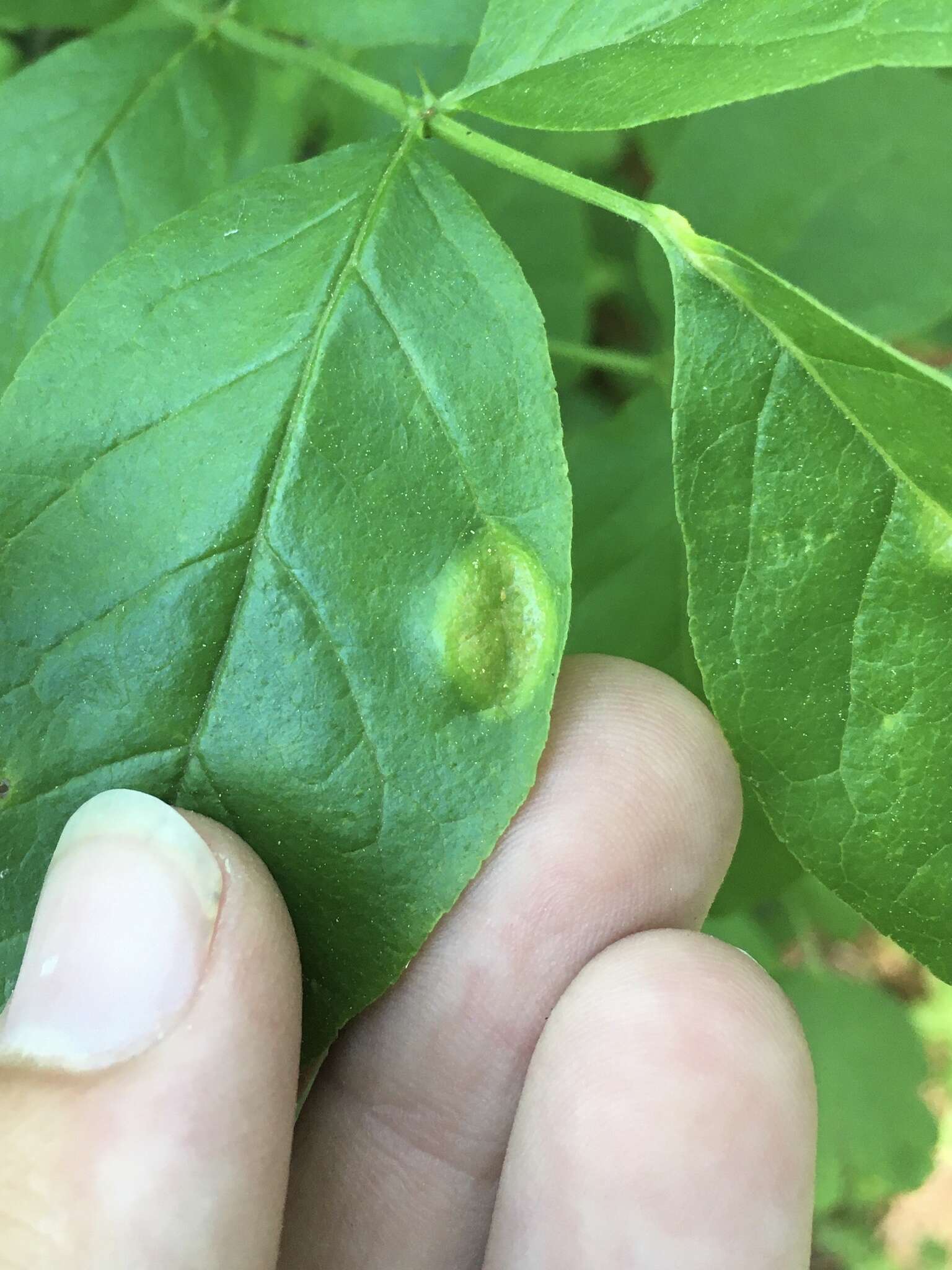 Image of Puccinia andropogonis Schwein. 1832