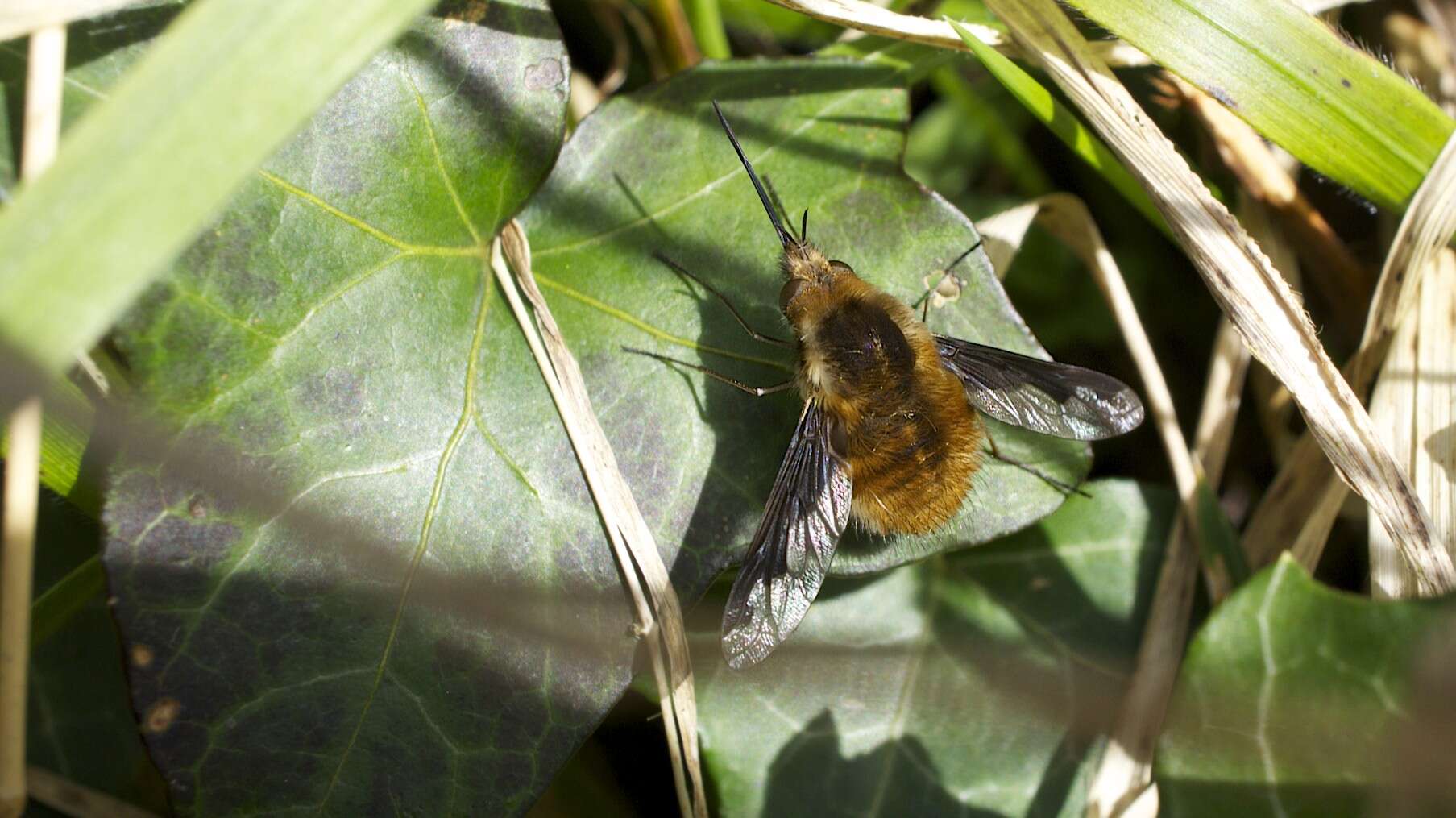 Image of Large bee-fly