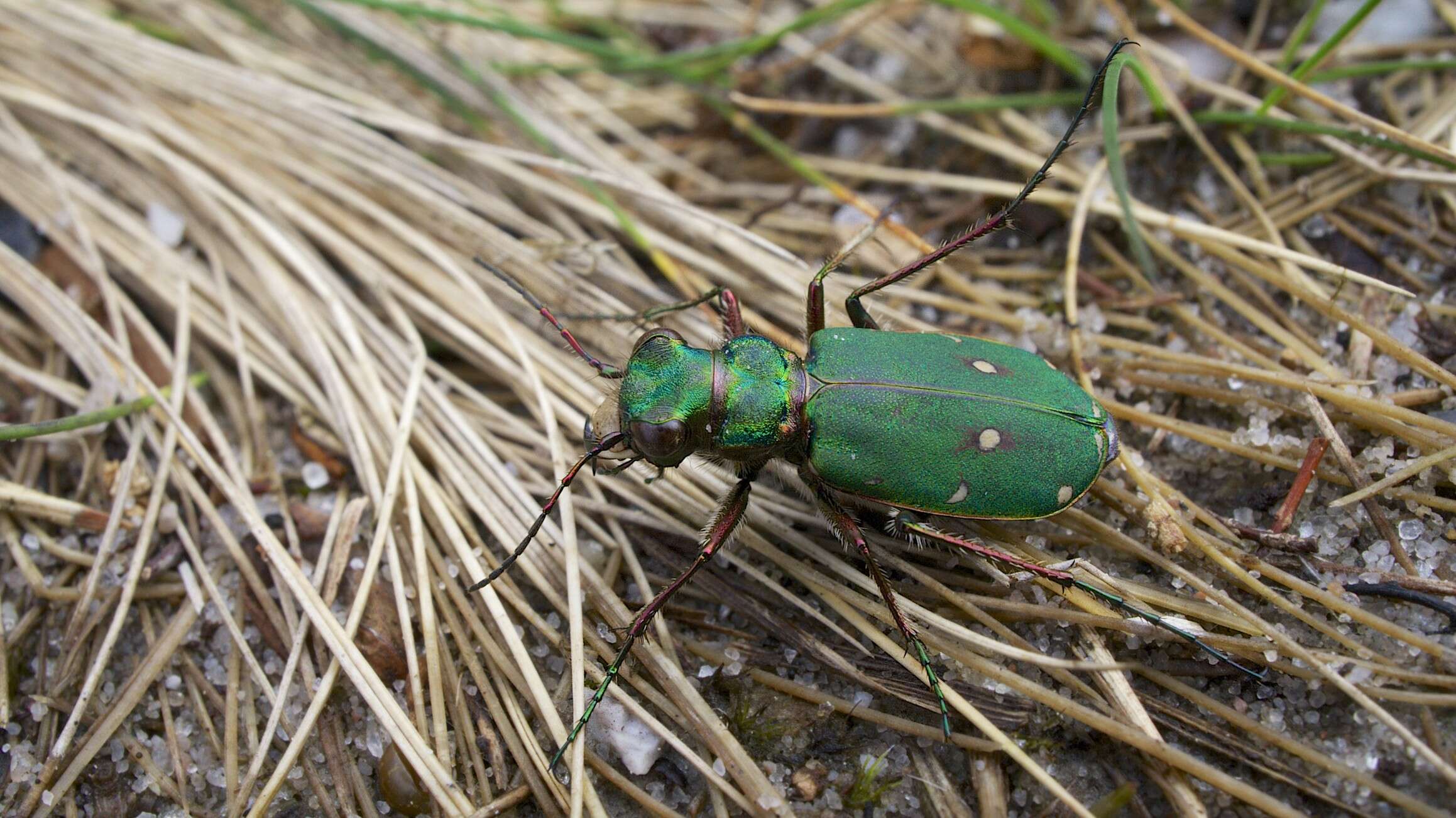 Image of Green tiger beetle