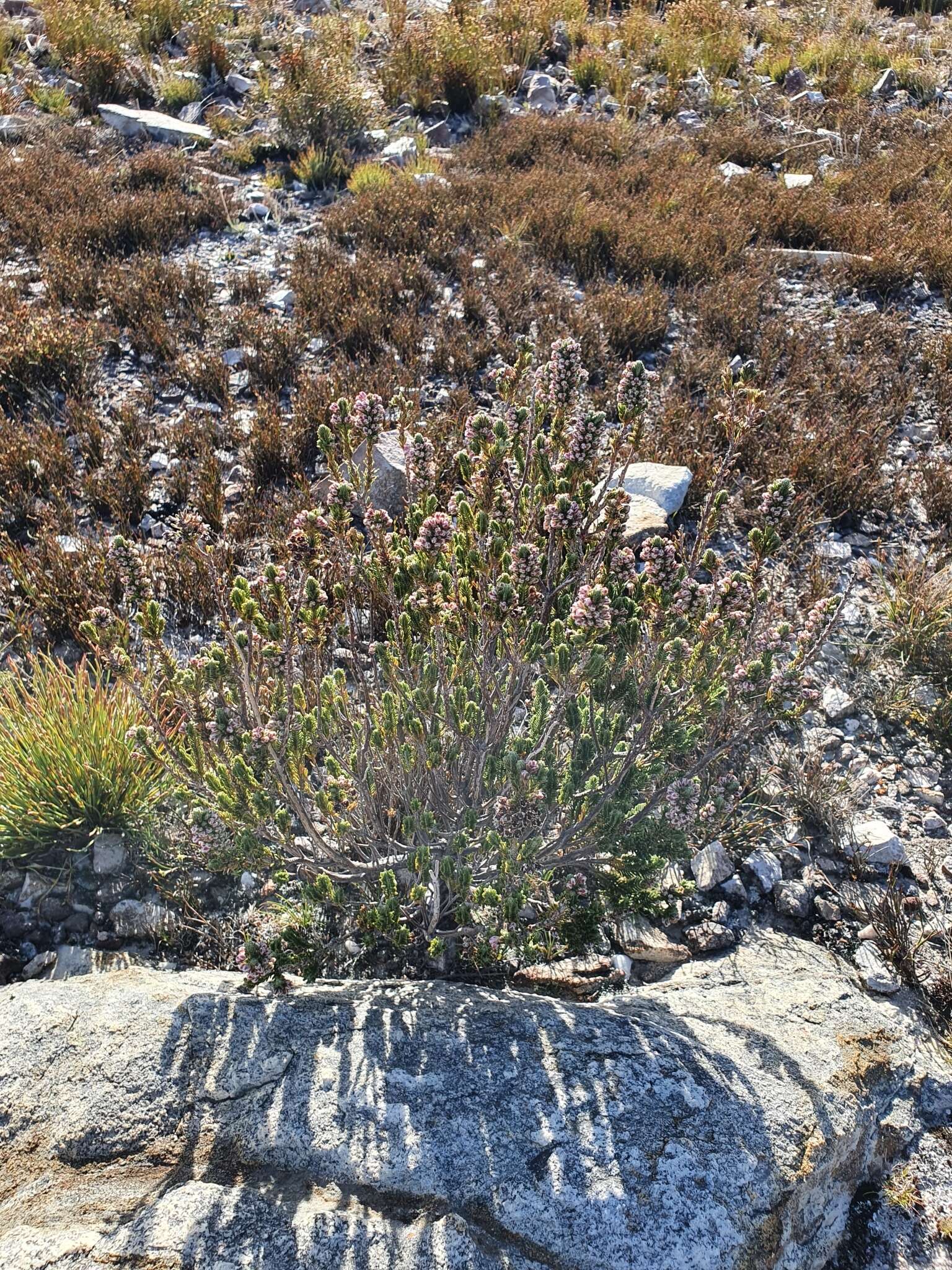 <i>Erica <i>goatcheriana</i></i> subsp. goatcheriana resmi