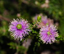 Imagem de Melaleuca squamea Labill.