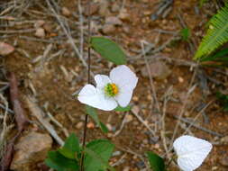 Image of Dalechampia schippii Standl.