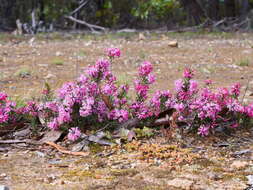 Imagem de Lissanthe strigosa subsp. subulata (R. Br.) J. M. Powell