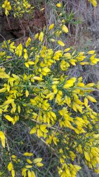 Image de Ulex parviflorus Pourr.