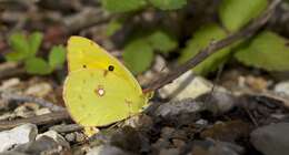 Image of clouded yellow