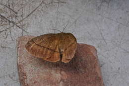 Image of Anthela connexa (Walker 1855)