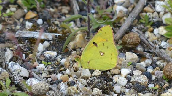 Image of clouded yellow