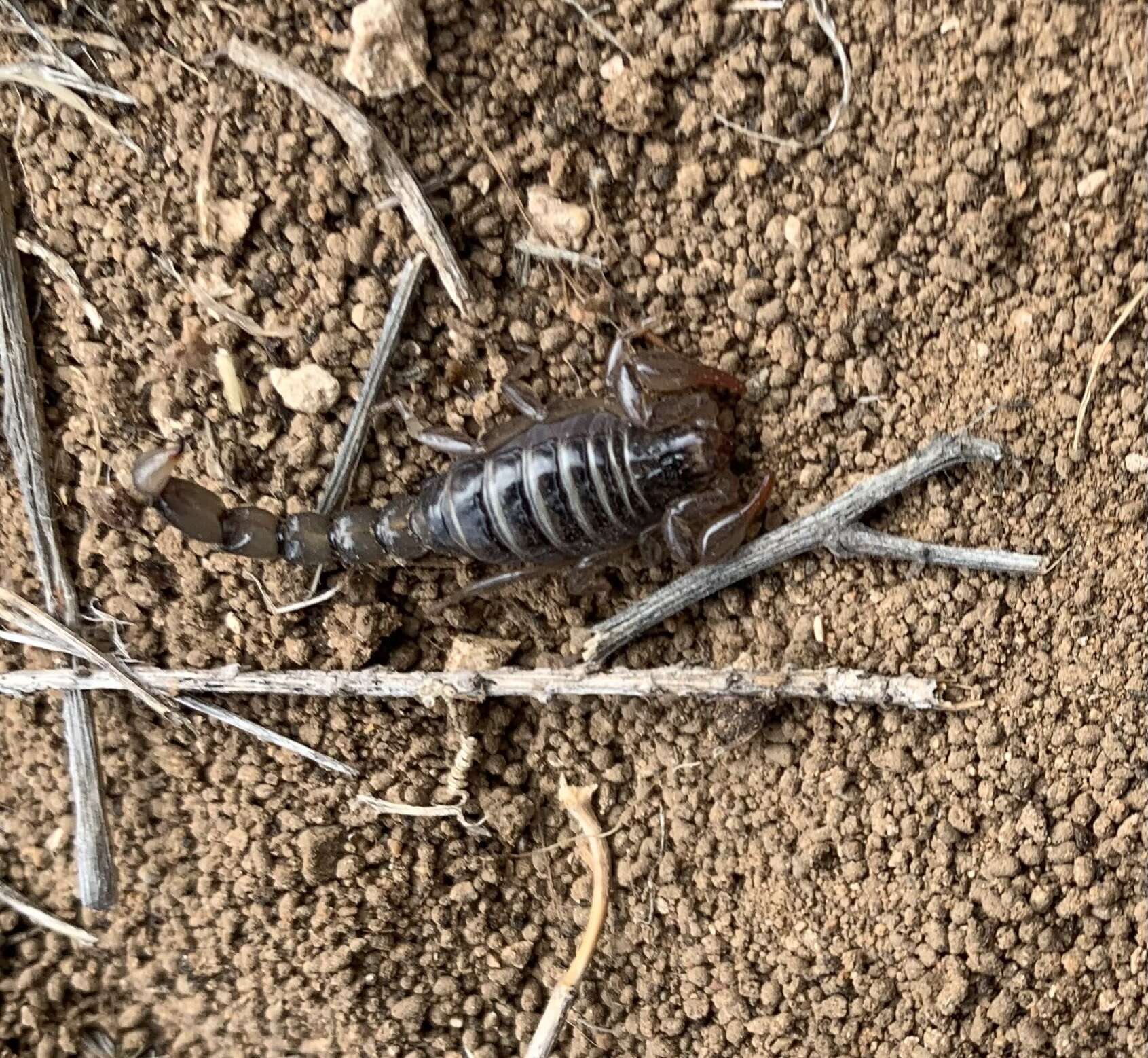 Image of Bothriurus dumayi (Cekalovic 1974)