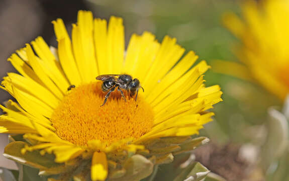 Image of Osmia submicans Morawitz 1870