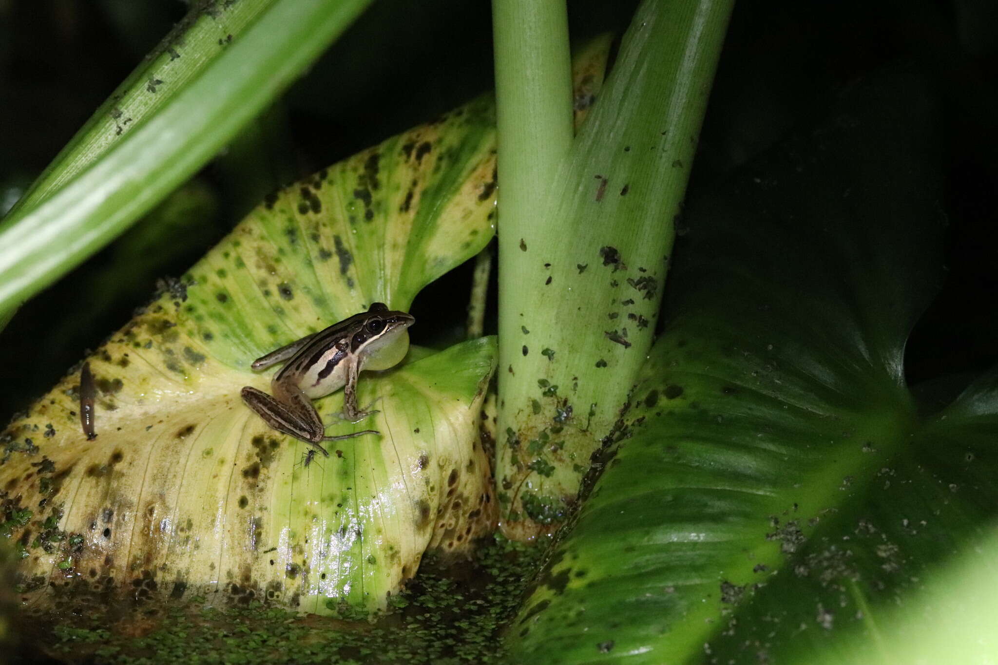 Image of Striped Stream Frog