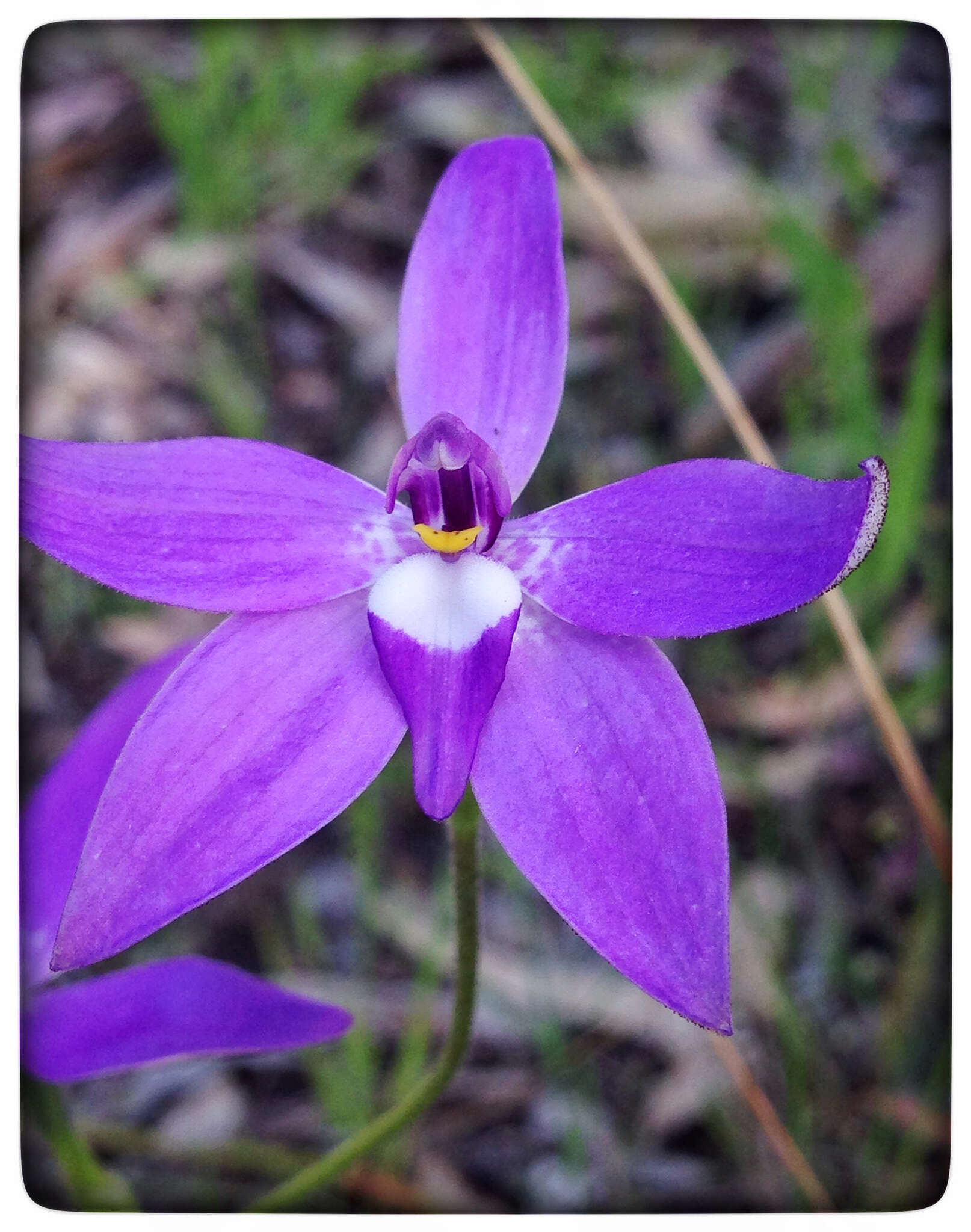 Imagem de Caladenia major (R. Br.) Rchb. fil.