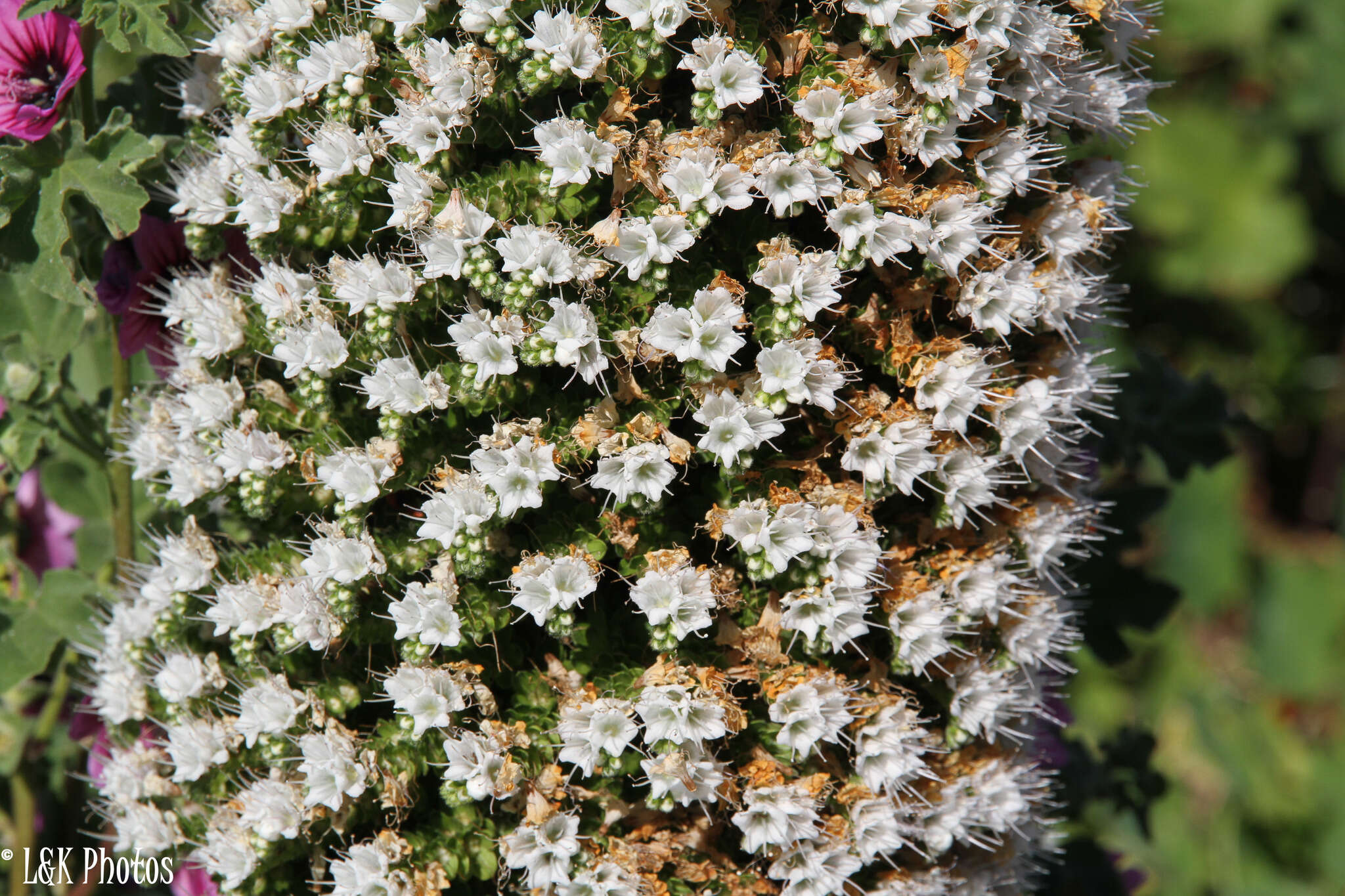 Слика од Echium simplex DC.