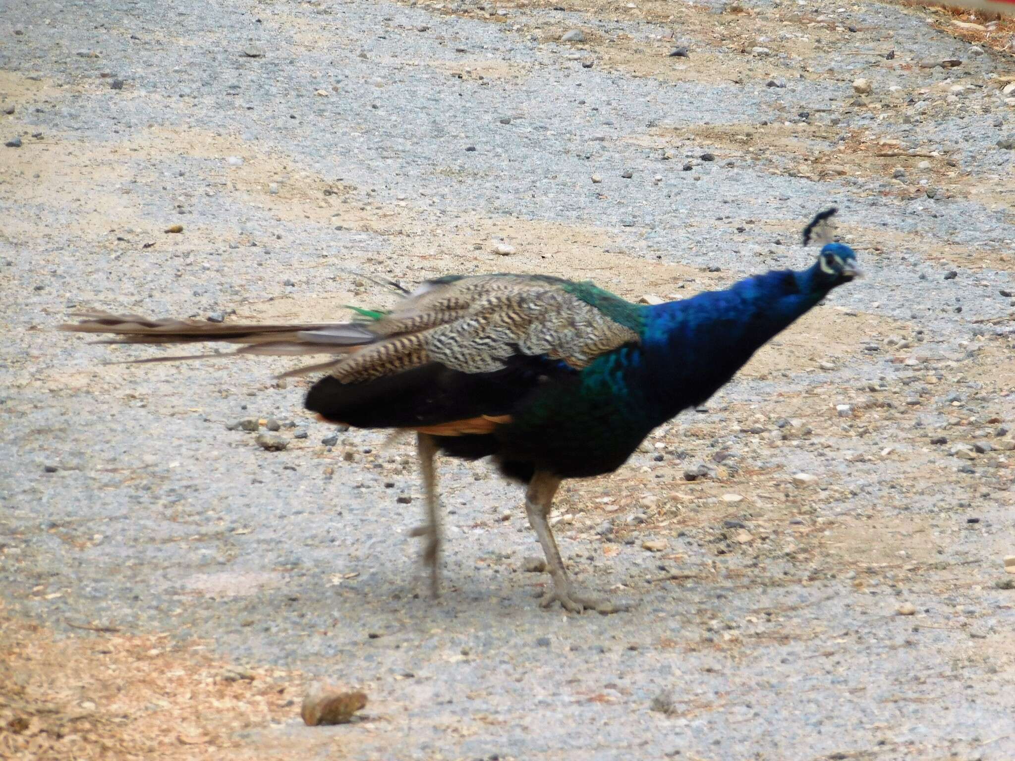 Image of Pavo Linnaeus 1758