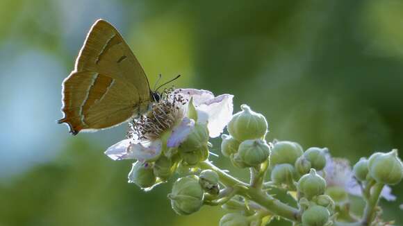 Image of Brown Hairstreak