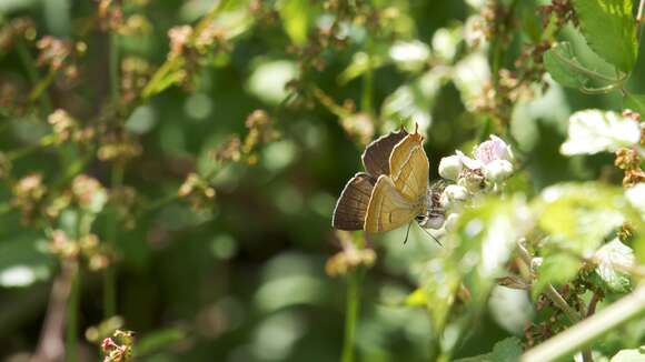 Imagem de Thecla betulae (Linnaeus 1758)