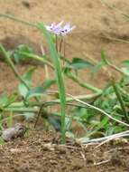 Freesia laxa subsp. azurea (Goldblatt & Hutchings) Goldblatt & J. C. Manning resmi