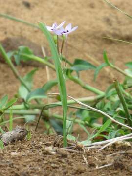 Image of Freesia laxa subsp. azurea (Goldblatt & Hutchings) Goldblatt & J. C. Manning