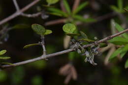 Image of Coprosma tenuicaulis Hook. fil.