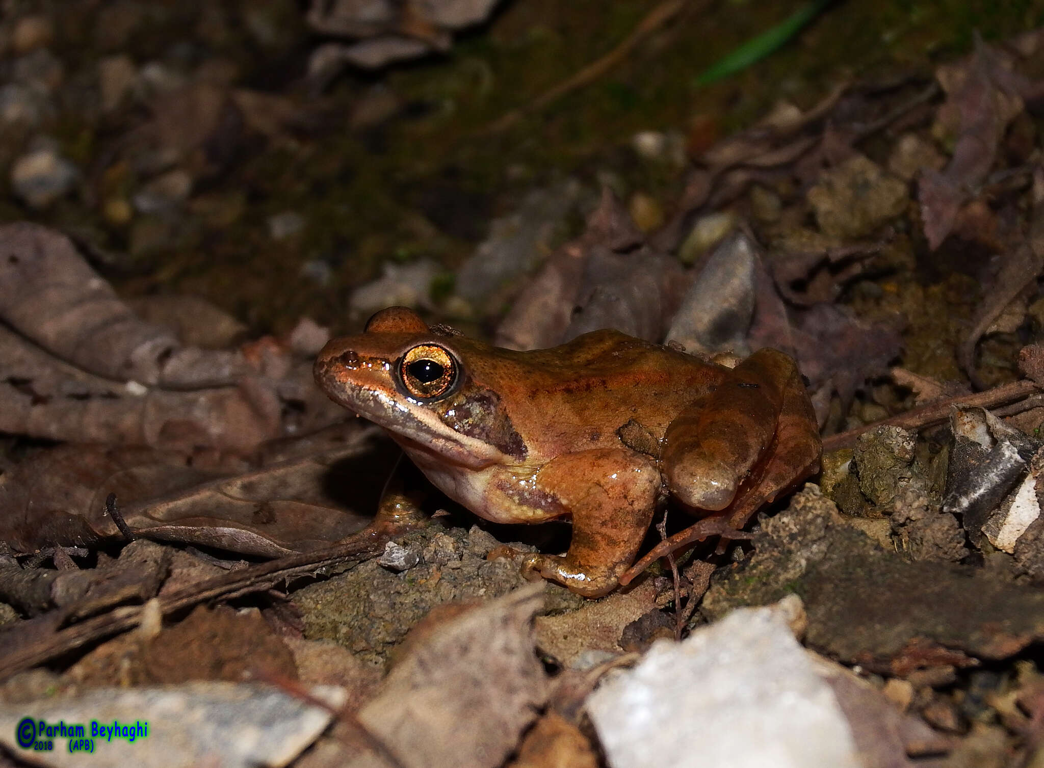 Image of Rana pseudodalmatina Eiselt & Schmidtler 1971