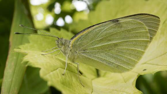 Image of cabbage butterfly