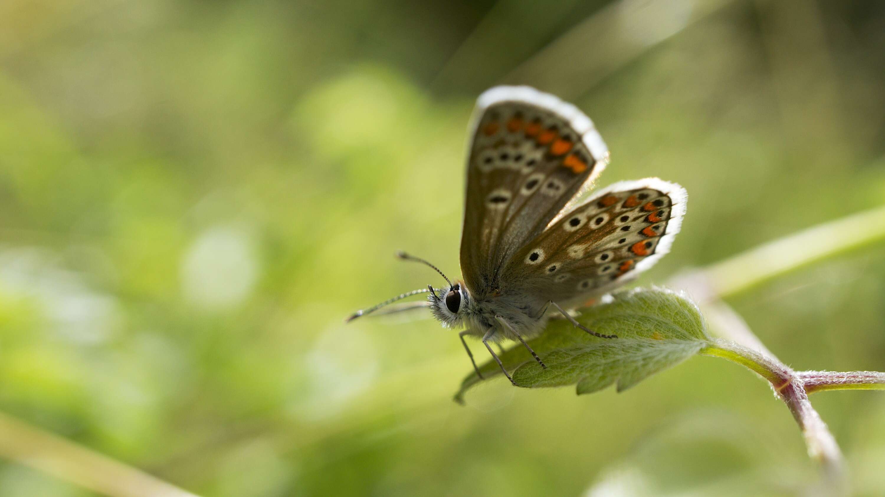 Image of brown argus