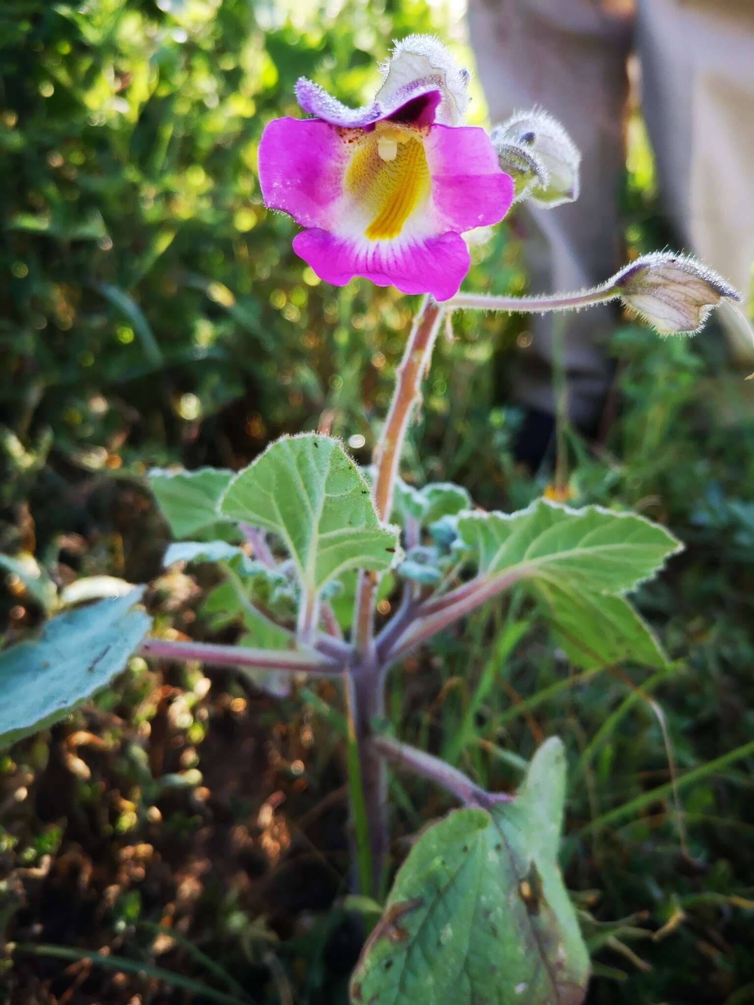 Image of Proboscidea louisianica subsp. fragrans (Lindl.) Bretting