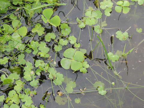 Plancia ëd Marsilea ancylopoda A. Br.