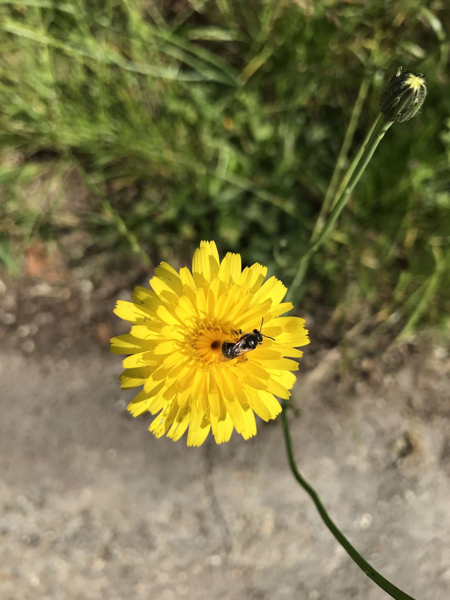 Plancia ëd Lasioglossum leucozonium (Schrank 1781)