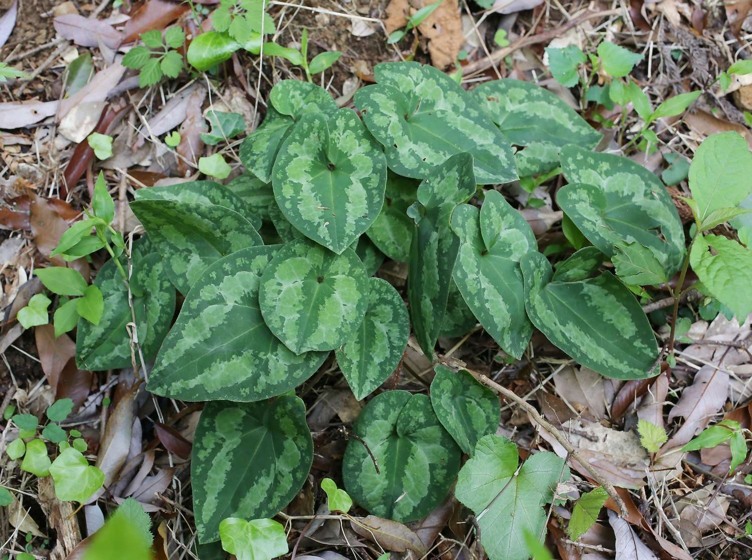 Image of Asarum nipponicum Maekawa