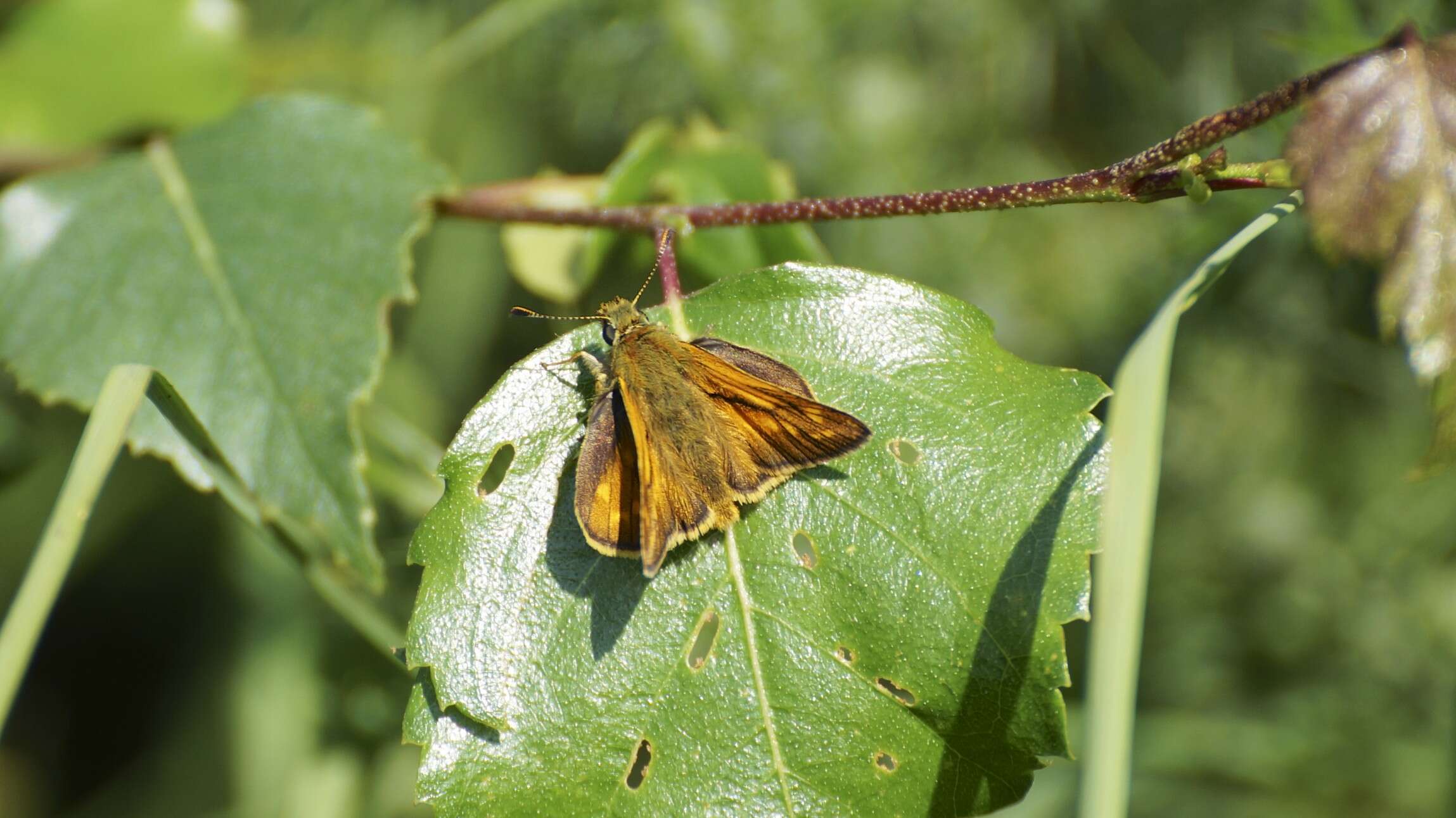 Image of Ochlodes sylvanus