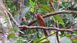 Image of Rufous Piha