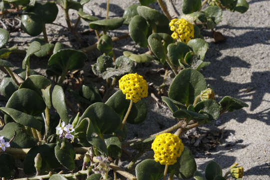 Imagem de Abronia latifolia Eschsch.