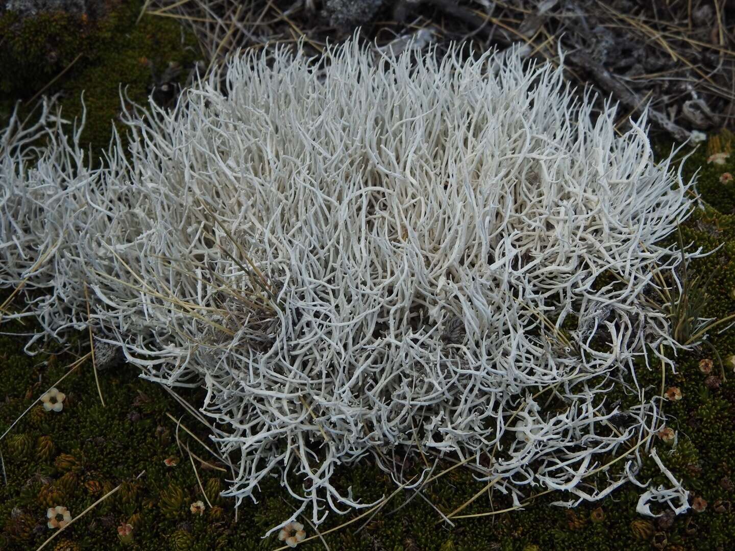 Image of Thamnolia vermicularis subsp. vermicularis