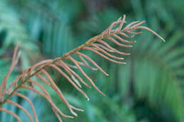 Image of Plagiogyria glauca (Bl.) Mett.