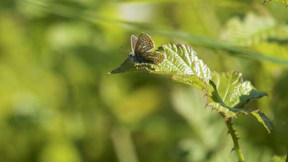 Image of brown argus