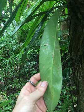 Image of Rhaphidophora australasica F. M. Bailey