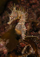 Image of Knobby Seahorse