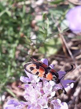 Image of Zygaena fausta Linnaeus 1767