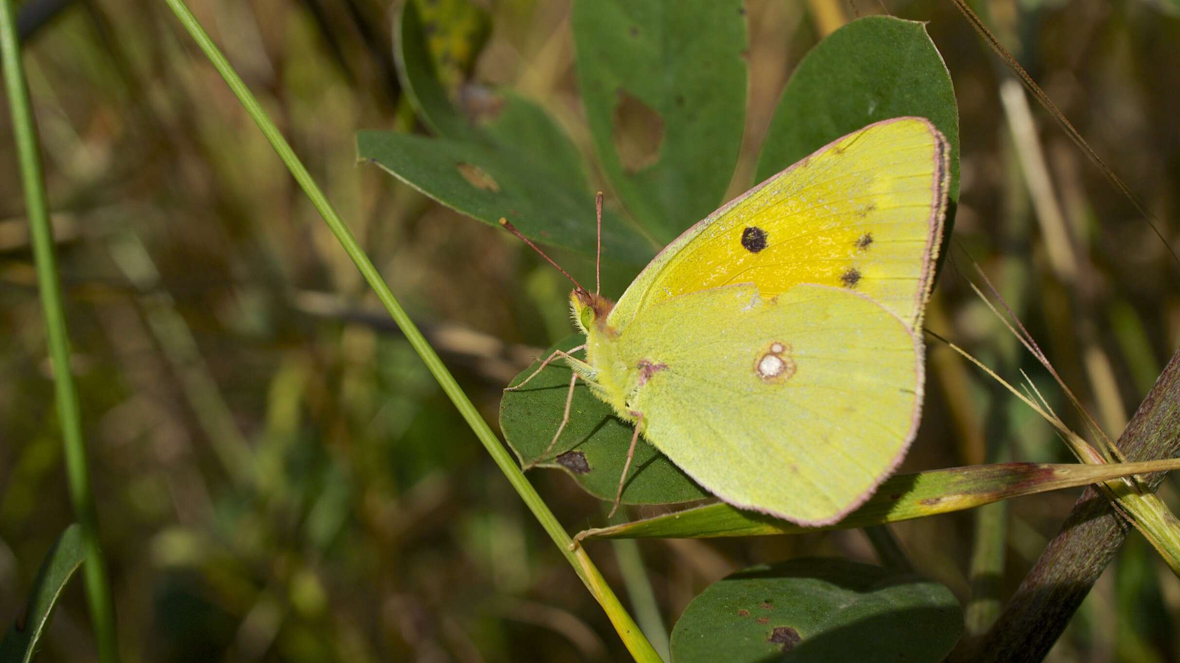 Image of clouded yellow