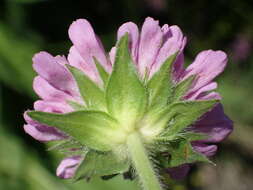 صورة Knautia basaltica Chassagne & Szabo