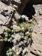 Imagem de Tetramolopium humile subsp. haleakalae T. K. Lowrey