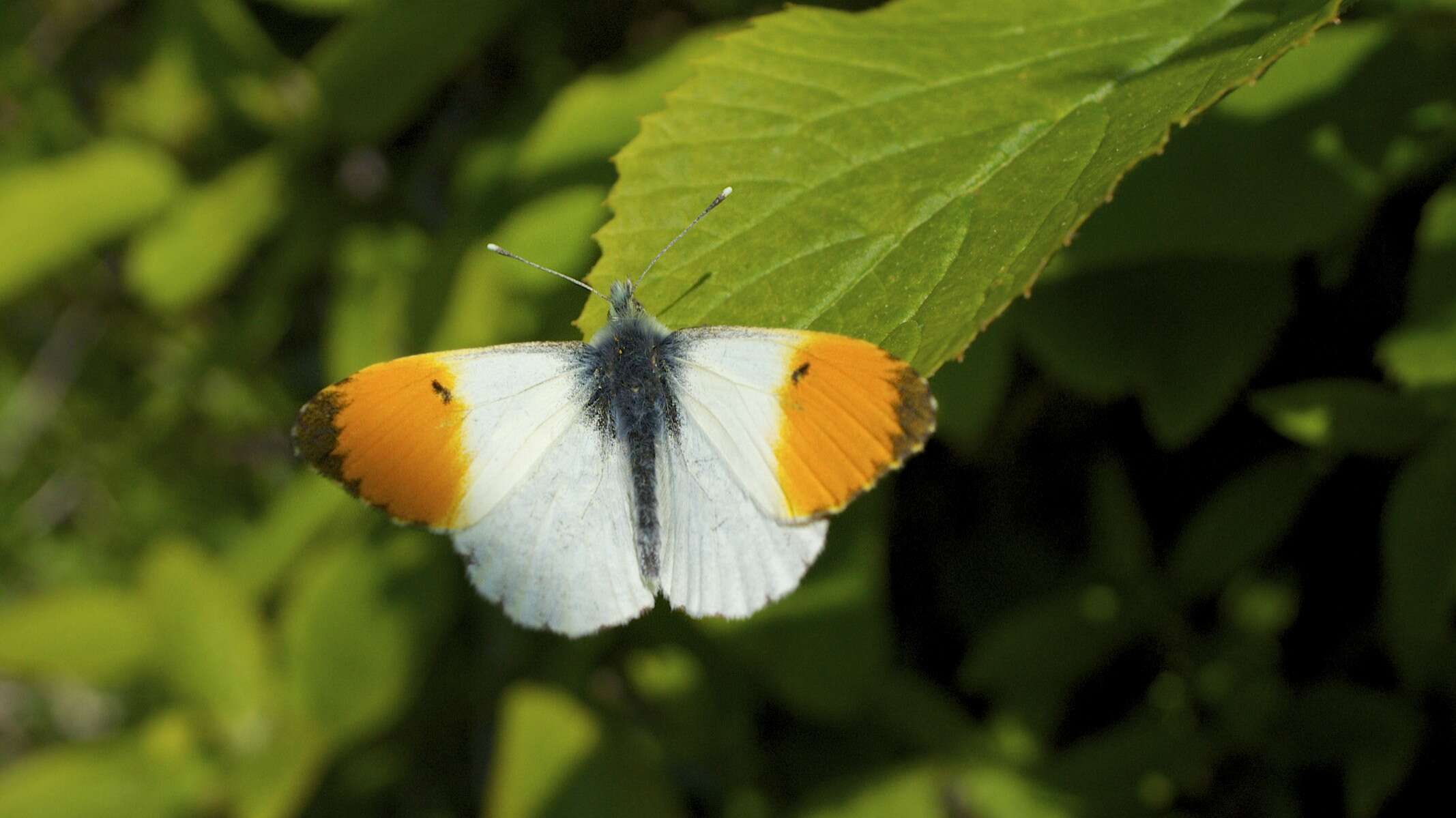 Image of orange tip