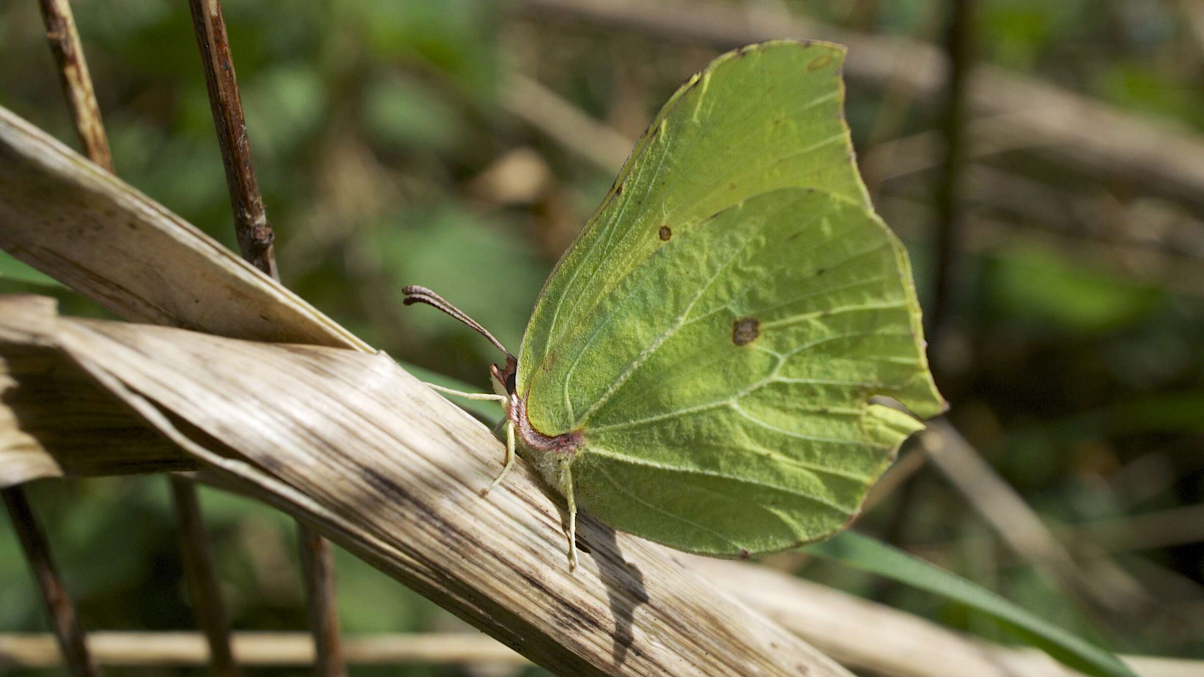 Image of brimstone