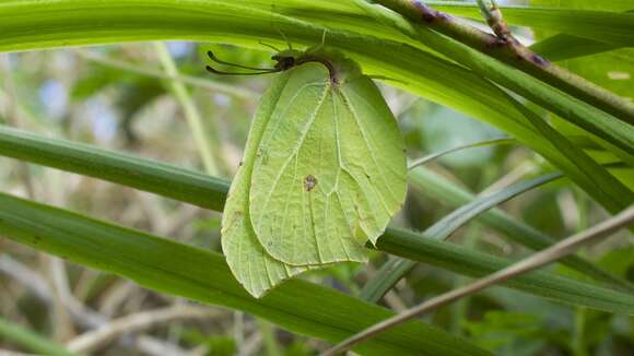 Imagem de Gonepteryx rhamni (Linnaeus 1758)