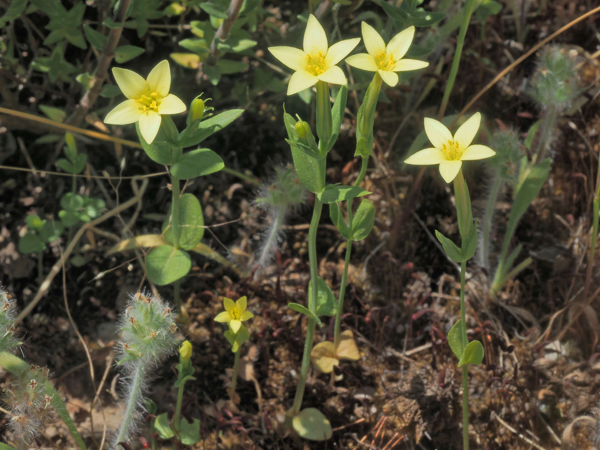 Image of Yellow centaury