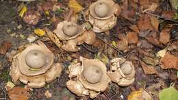 Image of Collared Earthstar